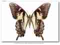 Papilio glaucus glaucus male (verso, fletcheri aberration, Clothier, WV, 8-24-1972) (Internet Image property of respective owner, non-commercial use only)